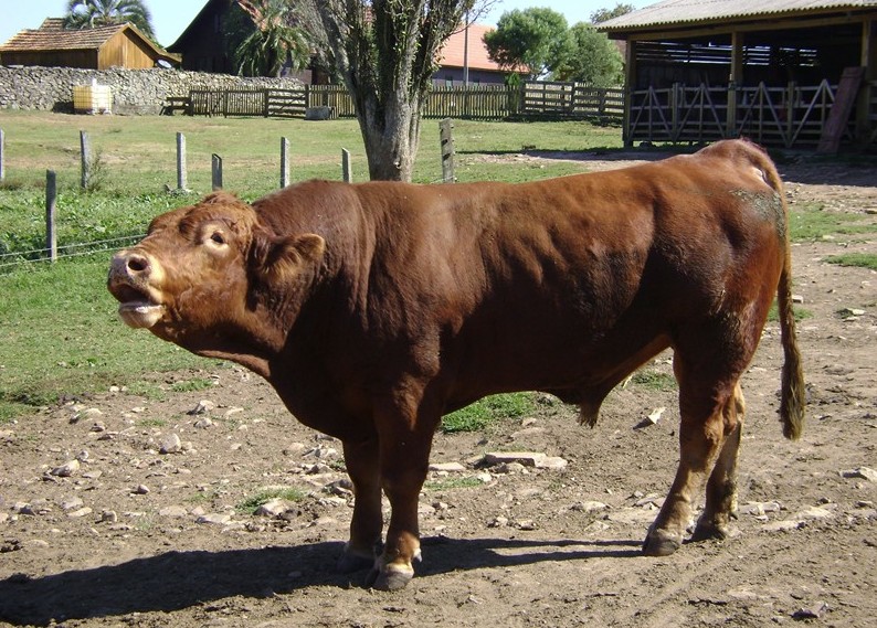 Raça Gelbvieh